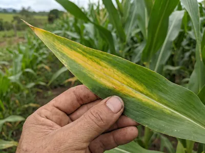 Hoja de maíz con amarillo en forma de V desde la punta